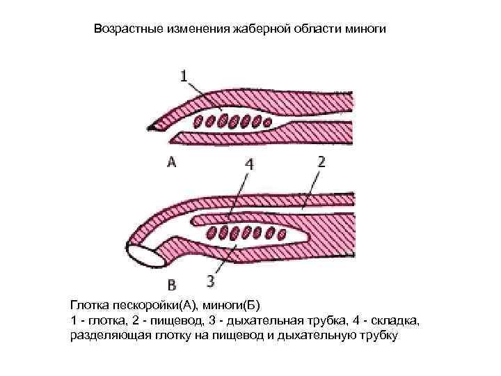  Возрастные изменения жаберной области миноги Глотка пескоройки(А), миноги(Б) 1 - глотка, 2 -