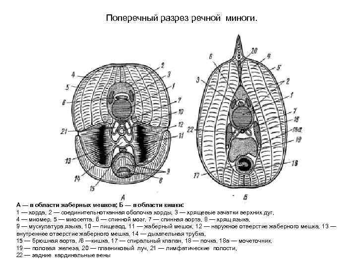  Поперечный разрез речной миноги. А — в области жаберных мешков; Б — в