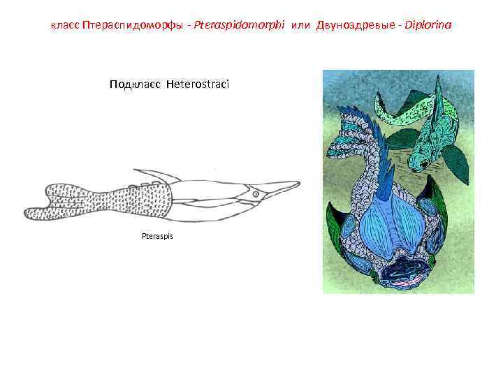 класс Птераспидоморфы - Pteraspidomorphi или Двуноздревые - Diplorina Подкласс Heterostraci Pteraspis 