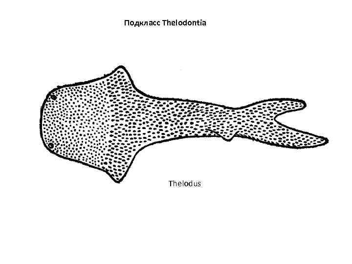 Подкласс Thelodontia Thelodus 