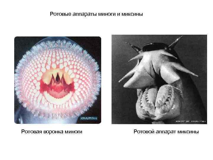  Ротовые аппараты миноги и миксины Ротовая воронка миноги Ротовой аппарат миксины 