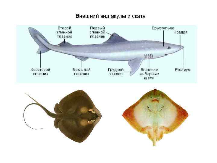 Внешний вид акулы и ската 