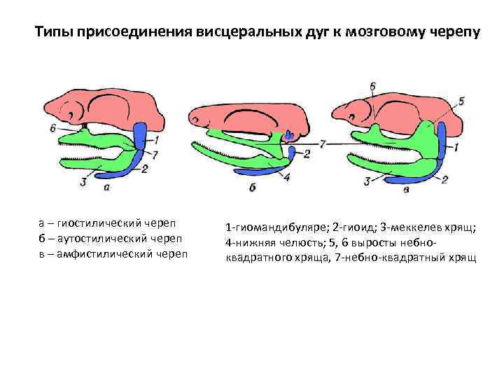 Типы присоединения висцеральных дуг к мозговому черепу а – гиостилический череп 1 -гиомандибуляре; 2