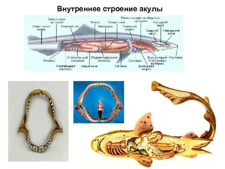 Внутреннее строение акулы 