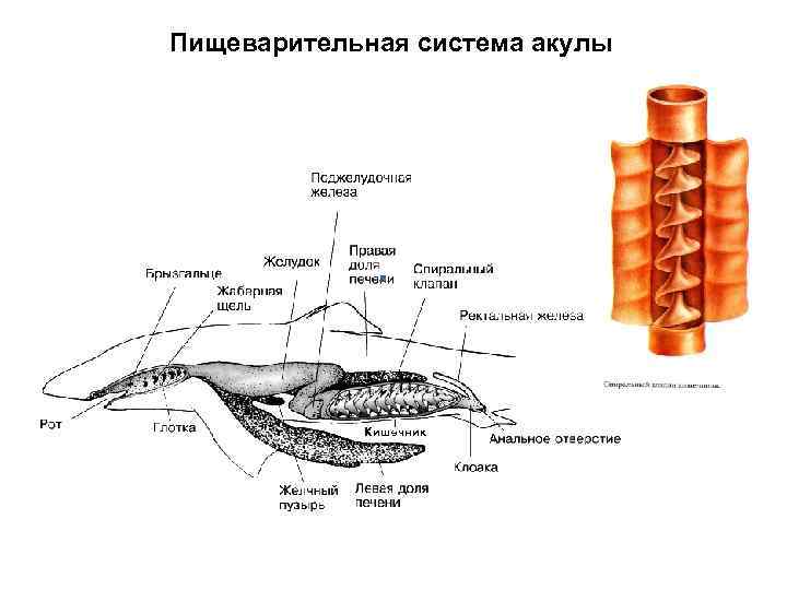 Пищеварительная система акулы 