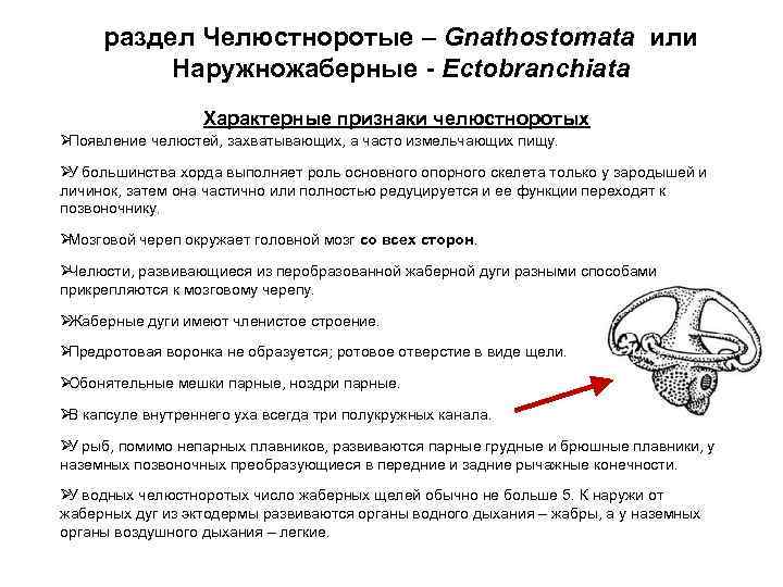  раздел Челюстноротые – Gnathostomata или Наружножаберные - Ectobranchiata Характерные признаки челюстноротых ØПоявление челюстей,