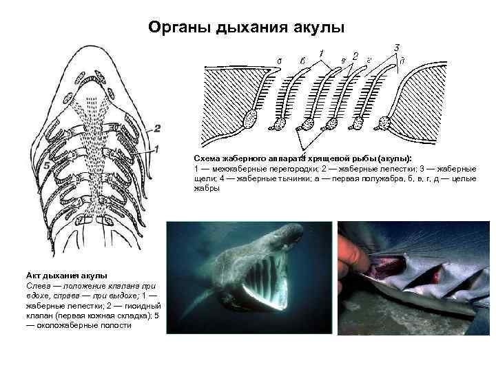  Органы дыхания акулы Схема жаберного аппарата хрящевой рыбы (акулы): 1 — межжаберные перегородки;