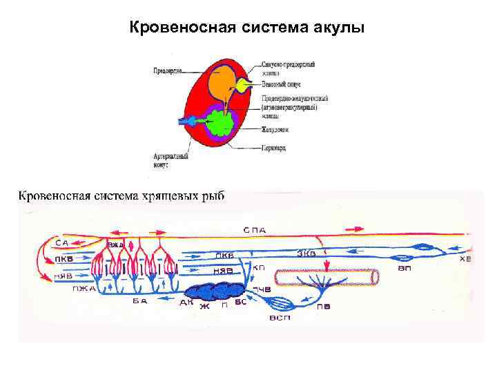 Кровеносная система акулы 