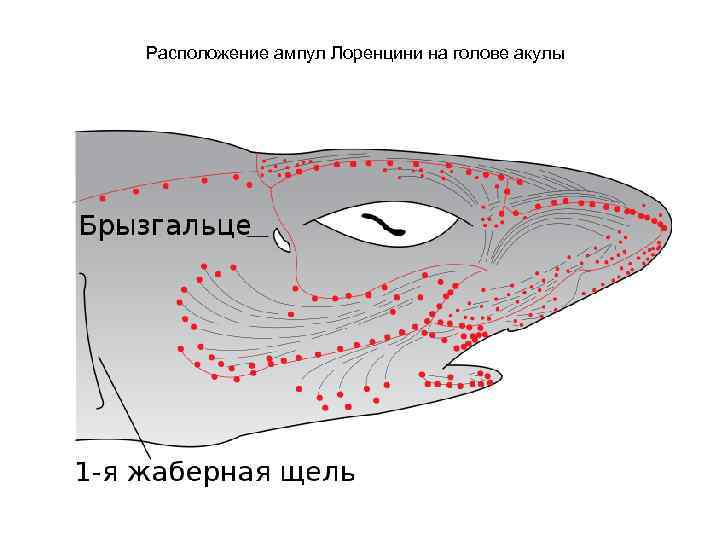 Расположение ампул Лоренцини на голове акулы 