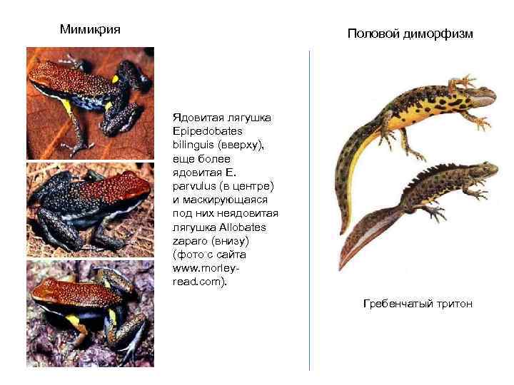 Мимикрия Половой диморфизм Ядовитая лягушка Epipedobates bilinguis (вверху), еще более ядовитая E. parvulus (в