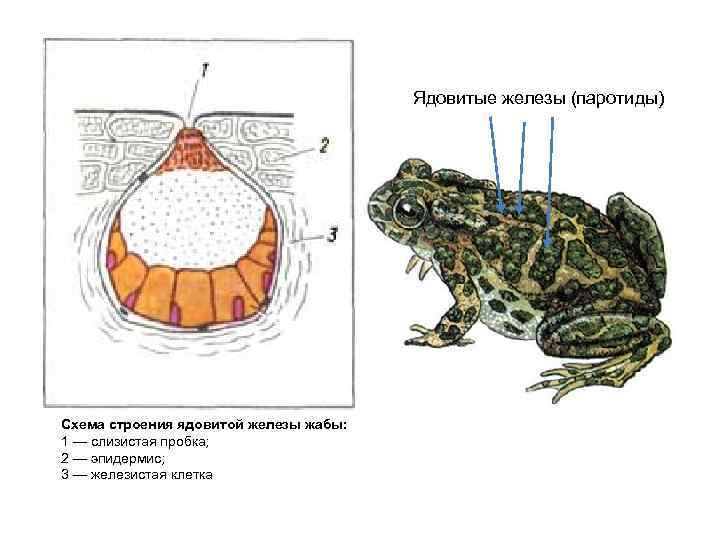  Ядовитые железы (паротиды) Схема строения ядовитой железы жабы: 1 — слизистая пробка; 2