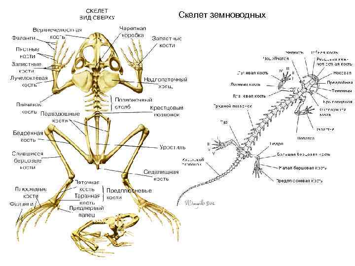 Скелет земноводных 