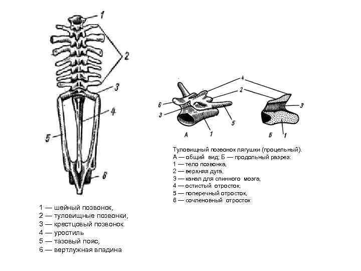  Туловищный позвонок лягушки (процельный). А — общий вид; Б — продольный разрез: 1