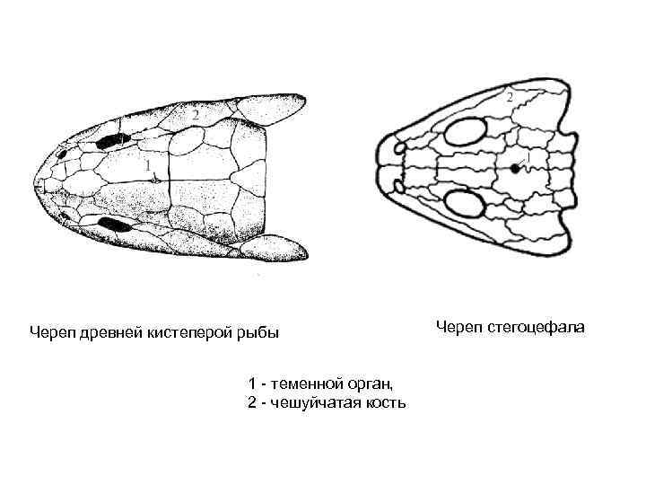 Череп древней кистеперой рыбы Череп стегоцефала 1 - теменной орган, 2 - чешуйчатая кость