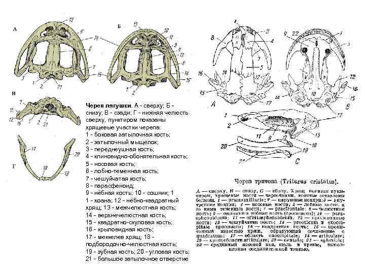 Череп лягушки. А - сверху; Б - снизу; В - сзади; Г - нижняя
