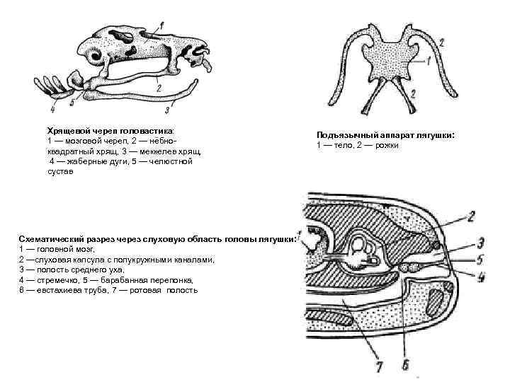  Хрящевой череп головастика: Подъязычный аппарат лягушки: 1 — мозговой череп, 2 — нёбно-