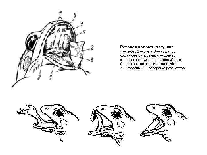 Ротовая полость лягушки: 1 — зубы, 2 — язык, 3 — сошник с сошниковыми
