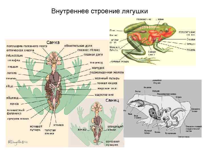 Внутреннее строение лягушки 