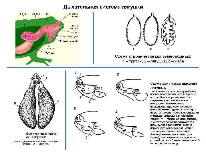 Дыхательная система лягушки Схема строения легких земноводных: 1 – тритон; 2 – лягушка; 3