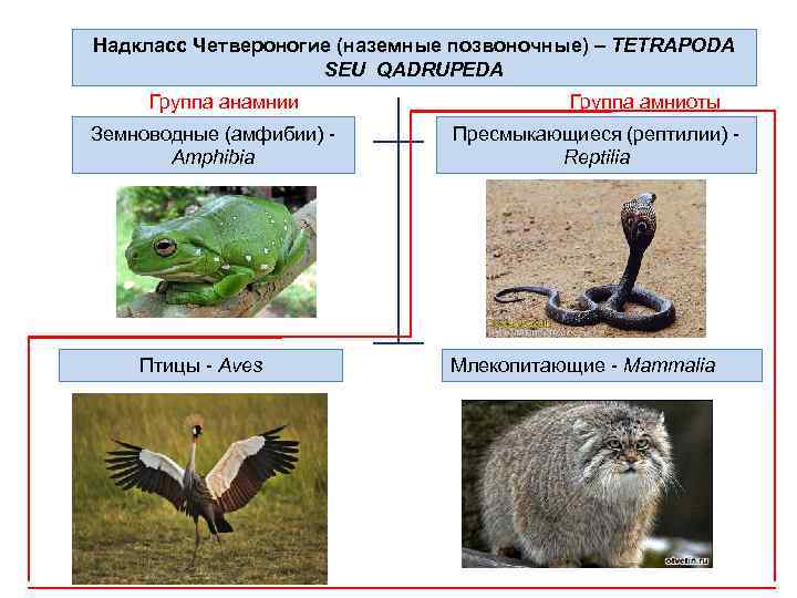 Надкласс Четвероногие (наземные позвоночные) – TETRAPODA SEU QADRUPEDA Группа анамнии Группа амниоты Земноводные (амфибии)