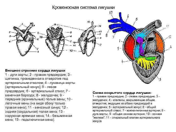  Кровеносная система лягушки Внешнее строение сердца лягушки 1 - дуги аорты; 2 -