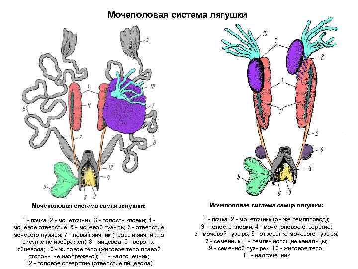  Мочеполовая система лягушки Мочеполовая система самки лягушки: Мочеполовая система самца лягушки: 1 -