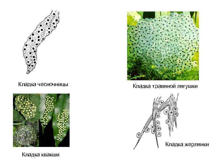 Кладка чесночницы Кладка травяной лягушки Кладка жерлянки Кладка квакши 