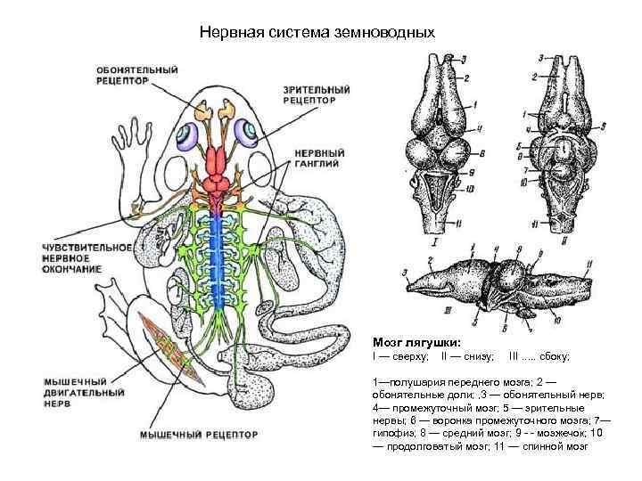 Нервная система земноводных Мозг лягушки: I — сверху; II — снизу; III. . .