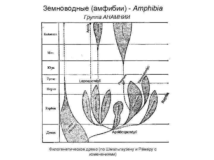 Земноводные (амфибии) - Amphibia Группа АНАМНИИ Филогенетическое древо (по Шмальгаузену и Рёмеру с изменениями)