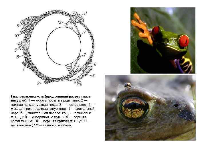 Глаз земноводного (продольный разрез глаза лягушки): 1 — нижняя косая мышца глаза; 2 —