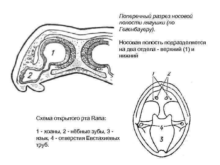  Поперечный разрез носовой полости лягушки (по Гегенбауеру). Носовая полость подразделяется на два отдела