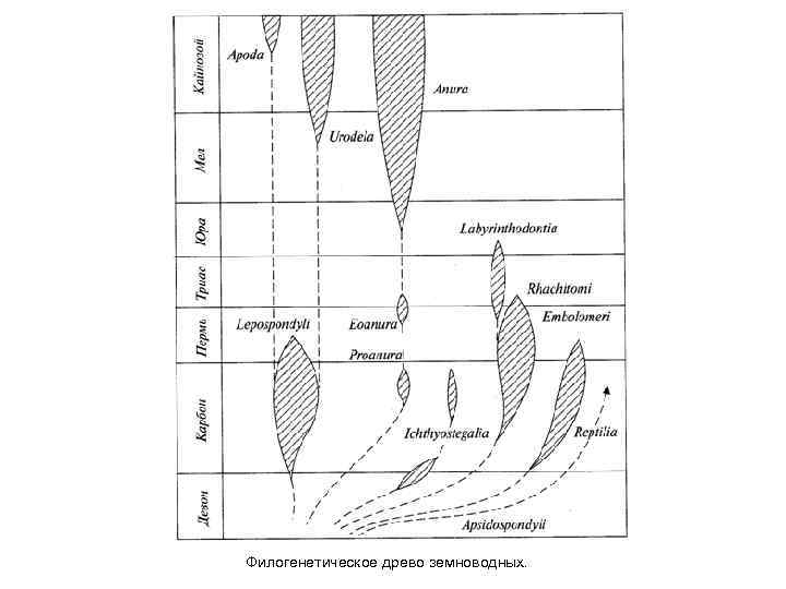 Филогенетическое древо земноводных. 