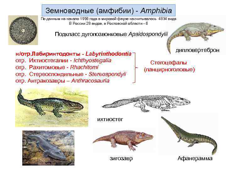  Земноводные (амфибии) - Amphibia По данным на начало 1996 года в мировой фауне