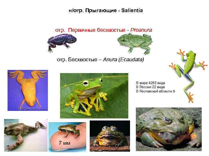  н/отр. Прыгающие - Salientia отр. Первичные бесхвостые - Proanura отр. Бесхвостые – Anura