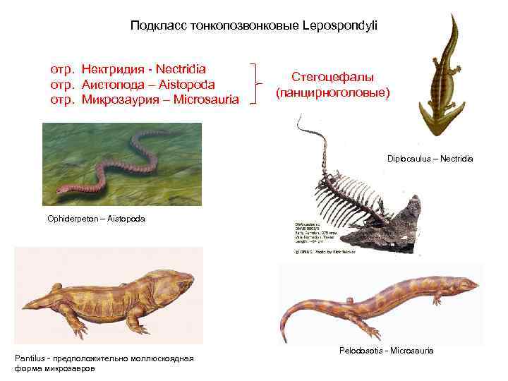  Подкласс тонкопозвонковые Lepospondyli отр. Нектридия - Nectridia Стегоцефалы отр. Аистопода – Aistopoda (панцирноголовые)