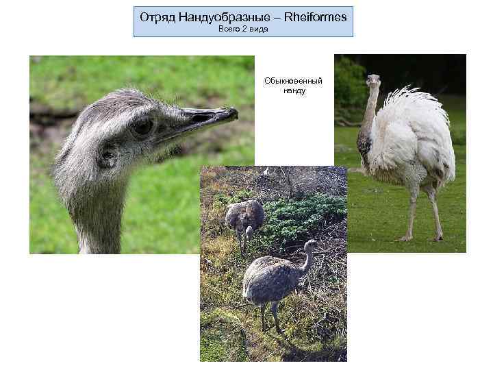 Отряд Нандуобразные – Rheiformes   Всего 2 вида     