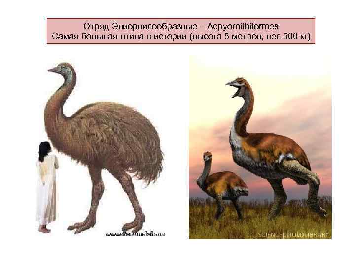  Отряд Эпиорнисообразные – Aepyornithiformes Самая большая птица в истории (высота 5 метров, вес