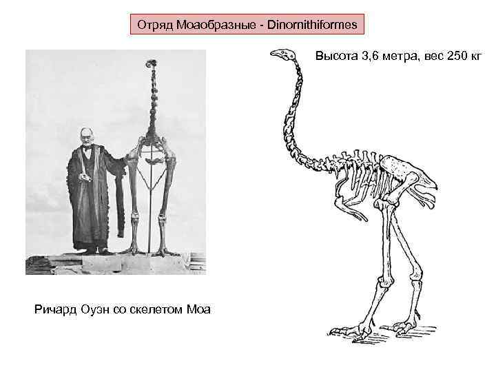     Отряд Моаобразные - Dinornithiformes     Высота 3,