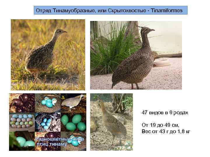 Отряд Тинамуобразные, или Скрытохвостые - Tinamiformes    47 видов в 9 родах