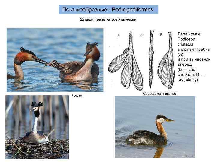 Поганкообразные - Podicipediformes  22 вида, три из которых вымерли    