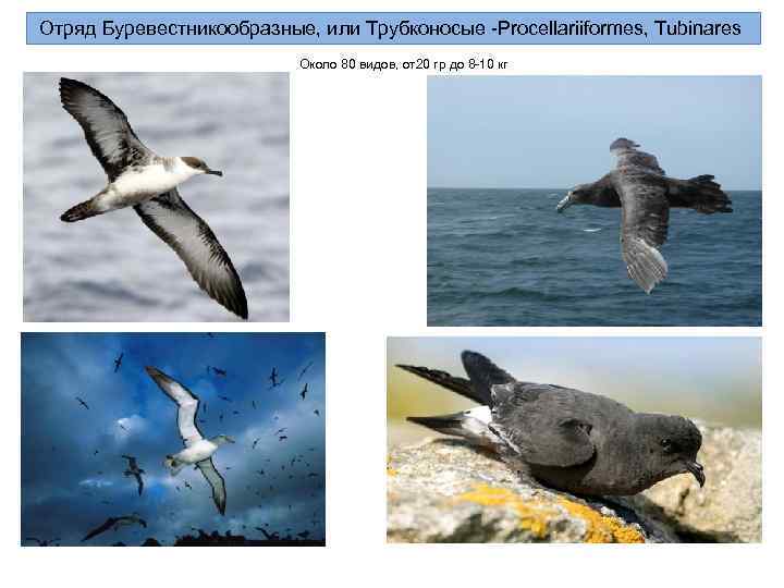 Отряд Буревестникообразные, или Трубконосые -Procellariiformes, Tubinares      Около 80 видов,