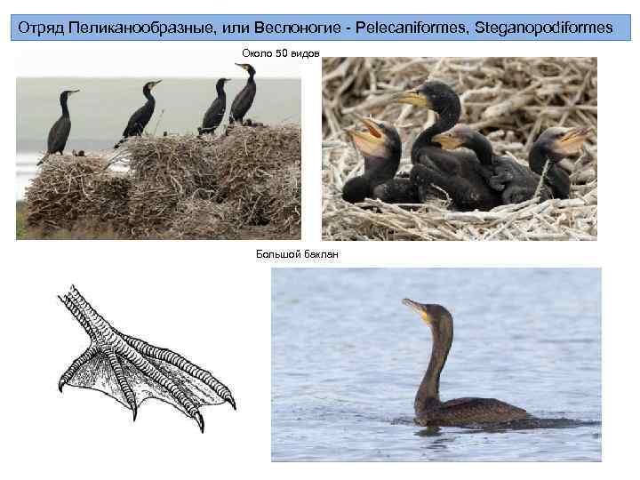 Отряд Пеликанообразные, или Веслоногие - Pelecaniformes, Steganopodiformes      Около 50