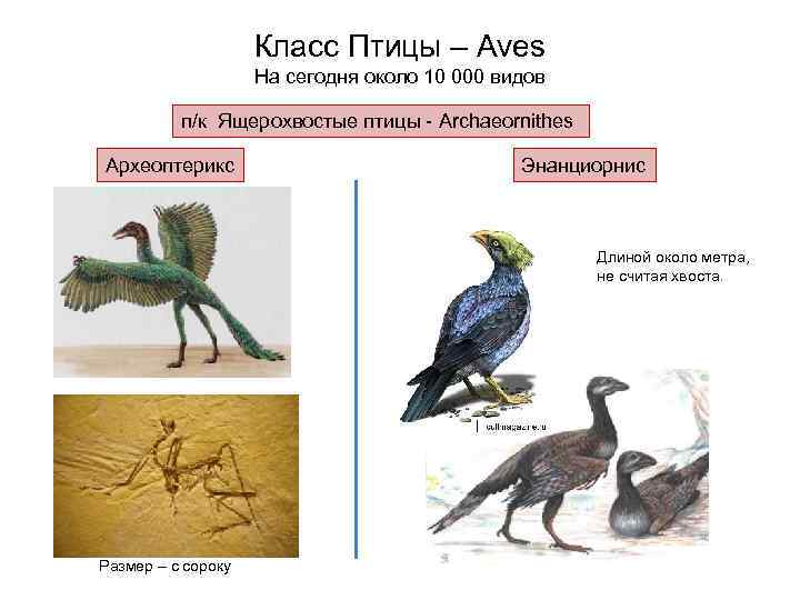     Класс Птицы – Aves     На сегодня