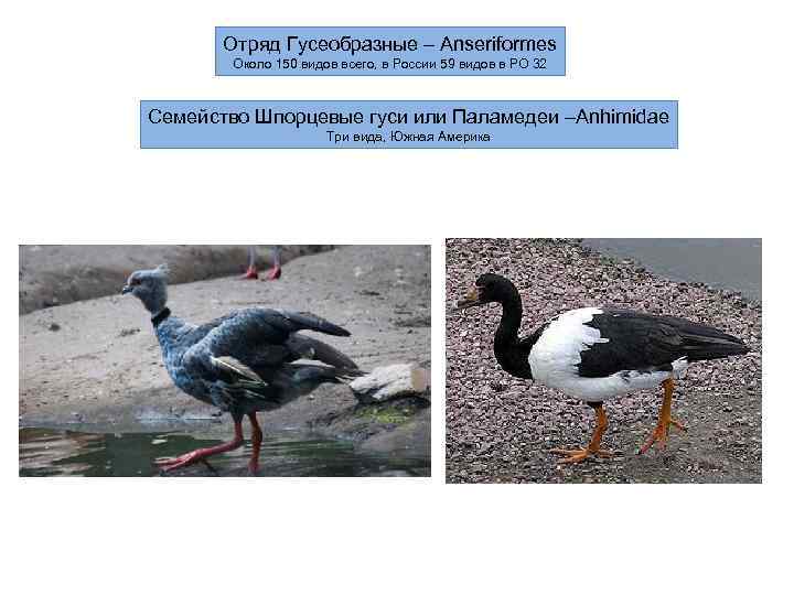   Отряд Гусеобразные – Anseriformes   Около 150 видов всего, в России