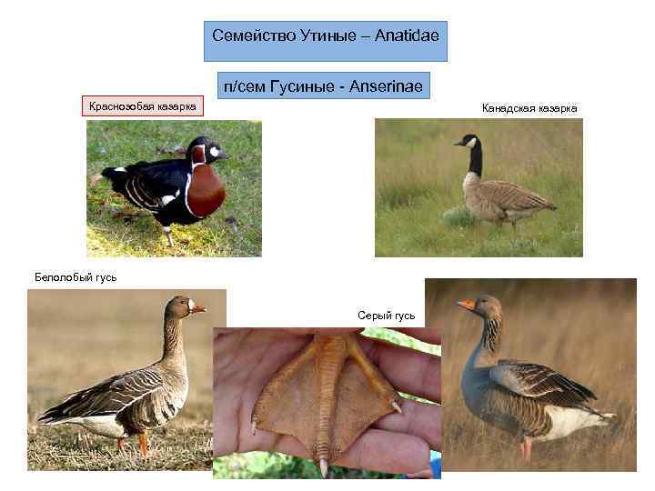       Семейство Утиные – Anatidae    