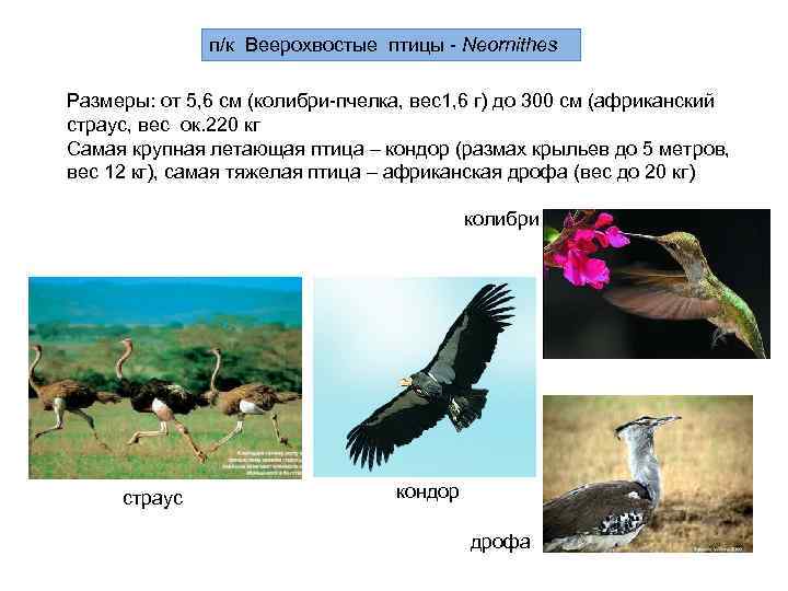    п/к Веерохвостые птицы - Neornithes Размеры: от 5, 6 см (колибри-пчелка,