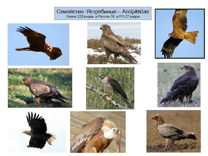 Семейство ·Ястребиные – Accipitridae  Около 220 видов, в России 38, в РО 27