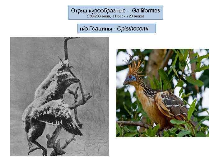 Отряд курообразные – Galliformes 250 -263 вида, в России 20 видов п/о Гоацины -