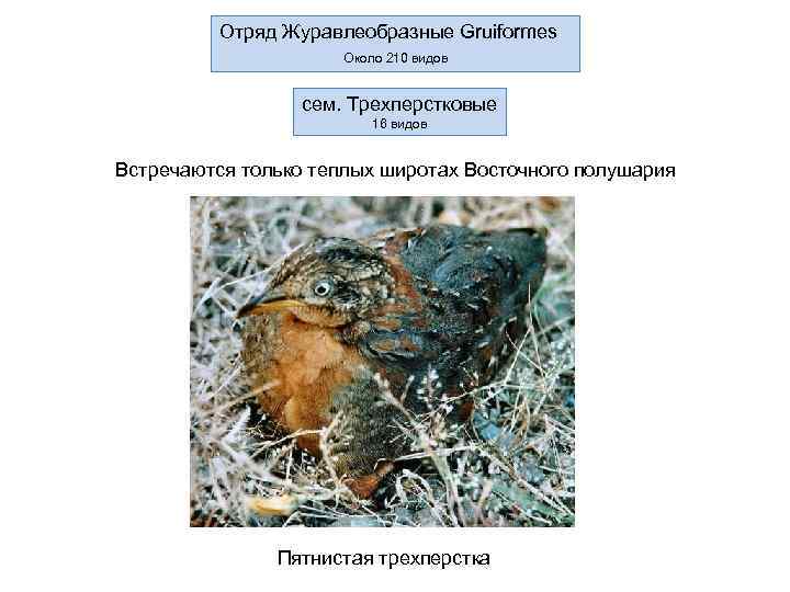    Отряд Журавлеобразные Gruiformes     Около 210 видов 