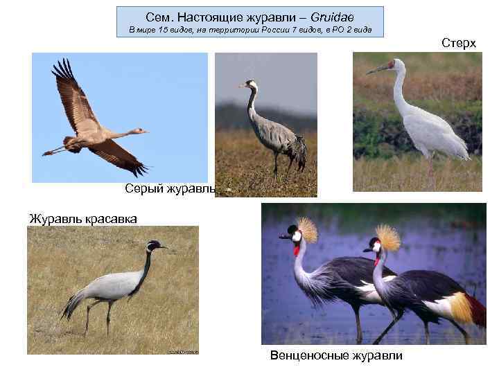     Сем. Настоящие журавли – Gruidae    В мире